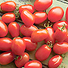 Tomato Cherry Roma